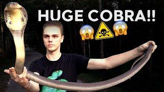 CATCHING A HUGE COBRA - HIGHLY VENOMOUS MONOCLED COBRA