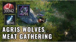 BDO Meat Gathering - Raw edition - Agris Steppe Wolves full rotation