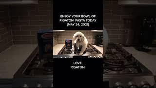 They made this song for me #rigatoni #pasta #dog #goldenretriever #shorts #puppy