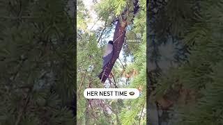 Female Crow is building nest 🪺 #crow