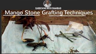 Mango Stone Grafting Techniques.Gardening With Shahdad