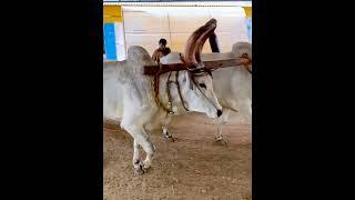 Traditional Method of Almond Oil Extraction
