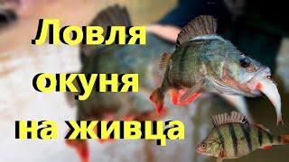 САМАЯ УБОЙНАЯ НАЖИВКА НА ОКУНЯ!!! КАК ПОЙМАТЬ ОКУНЯ? Ловля окуня на живца. Рыбалка на окуня