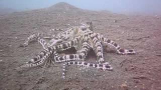 Amazing Mimic Octopus vs Mantis Shrimp Battle