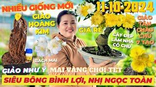 CHỊ THANH TRÀ Giao Lưu Mai Vàng Giá Rẻ, Siêu Bông Bình Lợi, Giảo Hoàng Kim, Như Ý.. • THÀNH TRỌNG LÊ