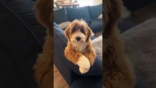 DOGS FUNNY CUTE VIDEOS  636