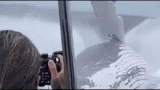 Huge whale breaches water