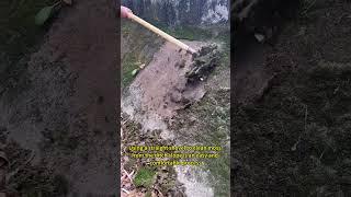 Using a straight shovel to clean moss from the ditch slope is an easy and comfortable process