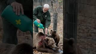 Bear Cub Leads Man to Mother Trapped in Barbed Wire - Heartwarming Ending Story #rescueanimals