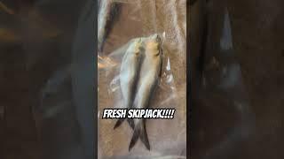 Fresh Skipjack being packaged. #viral