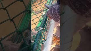 the process of tidying up a wire fence using a simple wire bending tool #shorts