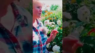 шрабы немецкой селекции