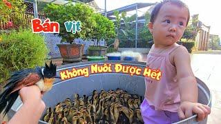 Quế Đã Tính Sai Phải Bán Một Nửa Đàn Vịt Và Đón Em Bé Về Nhà / Quế Nghịch