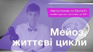 Мейоз, життєві цикли – Підготовка до ЗНО – Біологія