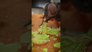 How Flies Actually Eat Your Food 