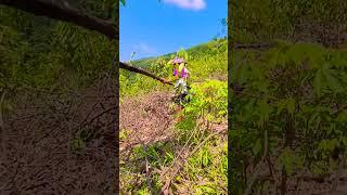 Chắng thị súng #4k #cute #weloveyouintheusa #changthisung #comehomethekidsmissyou #lythica #nature #