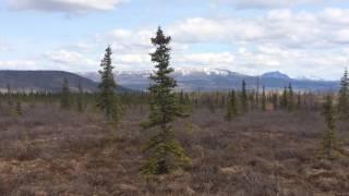 Stampede Caribou