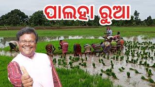 ପାଲହା ରୁଆ // NEW SAMBALPURI KABITA //HK DEBENDRA #sambalpurikabita #debendrasahu