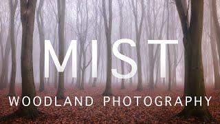 Perfect conditions for woodland photography - Badbury Hill in the Mist