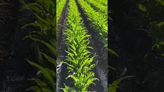 Corn 2024    #corn #agriculture #farming #farm #agro #track