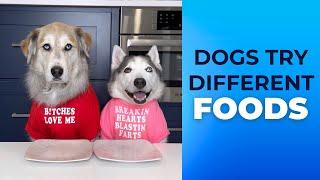 Dogs Try Different Foods