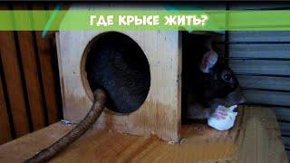 ДОМИК ДЛЯ КРЫС || Какие бывают