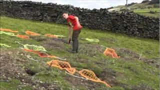 Catching rabbits using ferrets, 27 in 4 hours.