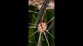 Cactus #asmr #macro