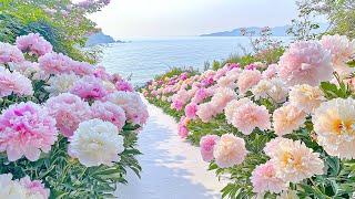Let the Petals Lead You to Peace  Soothing Piano Melodies for a Calm & Clear Mind