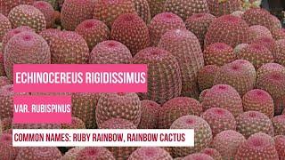 Plant Profiles: Cactus - Echinocereus Rigidissimus Var. Rubispinus or Rainbow cactus, Ruby Rainbow