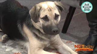 ND Today: Furry Friends