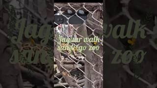 #jaguar #walking #sandiego #zoo #california #travel #trending #shorts #shortsvideo #youtube