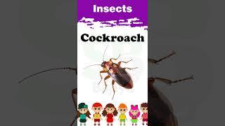 Insects | Shorts | #005 | Kids | #insects #kids #kidsvideo #animals