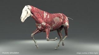 Weta Digital Horse FEM Simulation