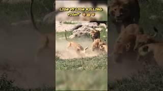 lion vs lion killing fight _ lion fight status #shorts #scarface #lion #sher #animalwarrior #wild