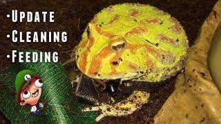 Pacman Frog UPDATE ~ Cleaning and Feeding !!!