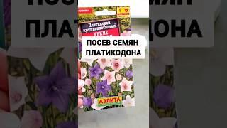 ПЛАТИКОДОН ПОСЕВ СЕМЯН НА РАССАДУ #платикодон #посевсемян #посевцветов #цветы