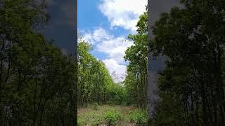 Nature's beauty whispers in the wind and dances in the sunlight