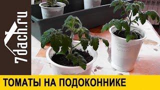  Выращивание томатов на подоконнике: посев, подкормка, пересаживание - 7 дач