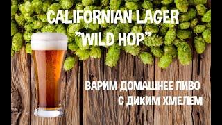 Варим домашнее пиво с диким хмелем. Californian Lager "Wild Hop".