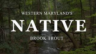 Fly Fishing Maryland's Native Brook Trout (a Savage River tributary)