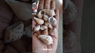 Types of decorative shells for aquarium 2025