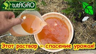 КРАСНЫЙ РАСТВОР - СПАСЕНИЕ УРОЖАЯ ТОМАТОВ и ОГУРЦОВ! Полейте 1 раз и на завтра растения не узнать!