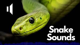 Snake Sound Effects (Hissing / Hiss) | No Copyright