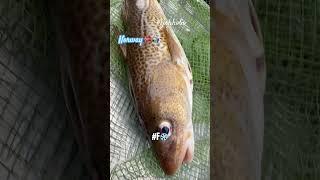 Shorts Fishing in Norway Island SMOLA on boat NAUTIG. #fishhobo #viral #shorts
