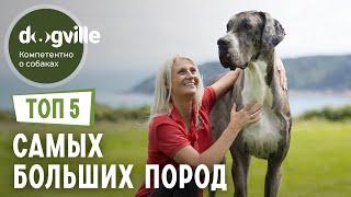 ТОП 5 Самых БОЛЬШИХ пород собак