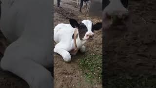 # purvi daily life vlog #trending #youtube #viral #shortsvideo