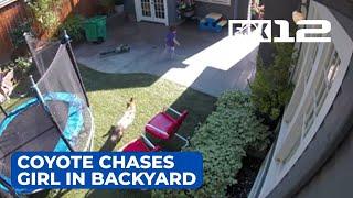 Video shows coyote chasing little girl through Portland backyard