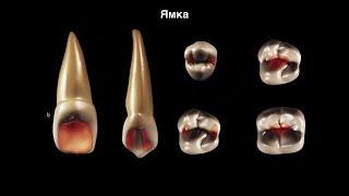 Вебинар Анатомия зубов. Полная версия #ИзиРесто №1