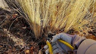 How to Cut Back Mexican Feather Grass in Spring